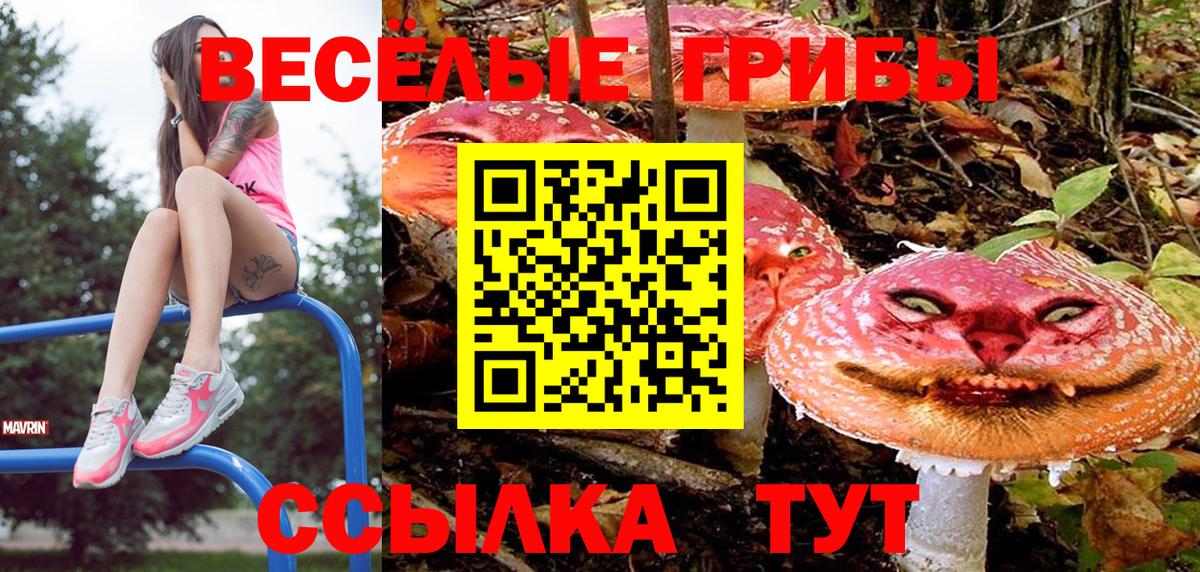 Псилоцибиновые грибы Cubensis Сальск